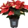 Kerstster (Euphorbia Pulcherrima 'Superba New Glitter') D 10,5 H 25 Cm 1 Kerstster (Euphorbia Pulcherrima 'Superba New Glitter') D 10,5 H 25 Cm -Groene Tuin Winkel 8720196528882