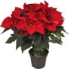 Kerstster (Euphorbia Pulcherrima) Rood D 19 H 50 Cm -Groene Tuin Winkel 8720196529735 0