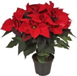 Kerstster (Euphorbia Pulcherrima) Rood D 19 H 50 Cm