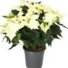 Kerstster (Euphorbia Pulcherrima 'Alaska White') D 19 H 50 Cm -Groene Tuin Winkel 8720196529773