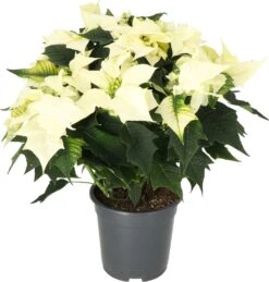 Kerstster (Euphorbia Pulcherrima 'Alaska White') D 19 H 50 Cm
