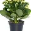 Kalanchoë (Kalanchoë Blossfeldiana) Wit D 15 H 24 Cm -Groene Tuin Winkel 8720196533749