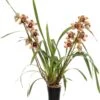 Aardorchidee (Cymbidium Bruin 3-4 Tak) D 14 H 80 Cm
