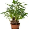 Philodendron Bonsai (Philodendron 'Xanadu') D 22 H 50 Cm 1 Philodendron Bonsai (Philodendron 'Xanadu') D 22 H 50 Cm -Groene Tuin Winkel 8720196592692 0
