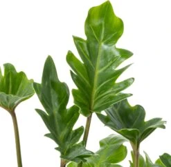 Philodendron Bonsai (Philodendron 'Xanadu') D 22 H 50 Cm -Groene Tuin Winkel 8720196592692 2