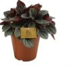Peperomia (Peperomia 'Sunrise') D 15 H 25 Cm -Groene Tuin Winkel 8720196597970