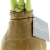 Amaryllis In Wax (Hippeastrum 'Waxz Gold') H 15 Cm 2 Amaryllis In Wax (Hippeastrum 'Waxz Gold') H 15 Cm -Groene Tuin Winkel 8720196599561 1