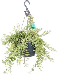 Lipstickplant In Hangpot (Aeschynanthus 'Bolero Bicolore') D 17 H 45 Cm