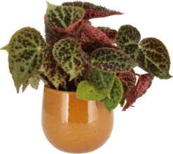 Stekel Bladbegonia (Begonia 'Ferox') D 13 H 40 Cm -Groene Tuin Winkel 8720196600182