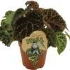 Stekel Bladbegonia (Begonia 'Ferox') D 13 H 40 Cm -Groene Tuin Winkel 8720196600182 1