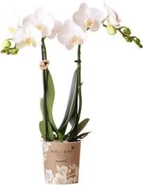Mini Vlinderorchidee 2 Tak (Phalaenopsis Kolibri) Wit D 9 H 40 Cm