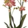 Vlinderorchidee 2 Tak (Phalaenopsis Multiflora 'Oman') D 9 H 40 Cm -Groene Tuin Winkel 8720196601455 2