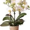 Mini Vlinderorchidee 3 Tak (Phalaenopsis Kolibri 'Lausanne') D 9 H 40 Cm -Groene Tuin Winkel 8720196601493 0