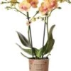 Mini Vlinderorchidee 2 Tak (Phalaenopsis Kolibri 'Jamaica') D 9 H 40 Cm 2 Mini Vlinderorchidee 2 Tak (Phalaenopsis Kolibri 'Jamaica') D 9 H 40 Cm -Groene Tuin Winkel 8720196601530