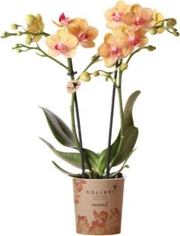 Mini Vlinderorchidee 2 Tak (Phalaenopsis Kolibri 'Jamaica') D 9 H 40 Cm