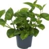 Drakenklimop (Epipremnum Pinnatum 'Global Green') D 12 H 20 Cm -Groene Tuin Winkel 8720196604029