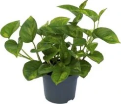 Drakenklimop (Epipremnum Pinnatum 'Global Green') D 12 H 20 Cm