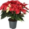 Kerstster (Euphorbia Pulcherrima 'Glitter') D 19 H 50 Cm -Groene Tuin Winkel 8720196604043