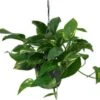 Drakenklimop In Hangpot (Epipremnum Pinnatum) D 15 H 40 Cm -Groene Tuin Winkel 8720196612826