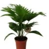 Waaierpalm (Livistona Rotundifolia) D 14 H 40 Cm -Groene Tuin Winkel 8720196617494 1