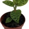 Juweelorchidee (Macodes Petola 'Jewel Orchid') D 6 H 8 Cm