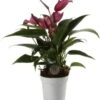Flamingoplant (Anthurium 'Zizou') D 7 H 25 Cm