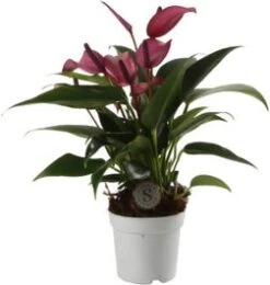 Flamingoplant (Anthurium 'Zizou') D 7 H 25 Cm