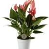 Flamingoplant (Anthurium 'Lilli') D 7 H 25 Cm -Groene Tuin Winkel 8720196627141