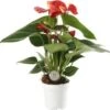 Flamingoplant (Anthurium 'Red Champion') D 7 H 25 Cm -Groene Tuin Winkel 8720196627165