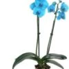 Vlinderorchidee 2 Tak (Phalaenopsis 'Royal Blue') D 12 H 55 Cm