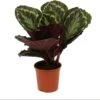 Calathea (Calathea 'Medallion') D 14 H 50 Cm
