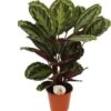 Calathea (Calathea 'Medallion') D 19 H 75 Cm -Groene Tuin Winkel 8720196635597
