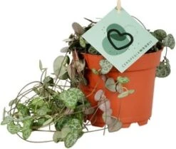 Lantaarnplantje (Ceropegia Woodii) D 12 H 20 Cm