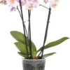 Vlinderorchidee 3 Tak (Phalaenopsis) Roze D 12 H 55 Cm 1 Vlinderorchidee 3 Tak (Phalaenopsis) Roze D 12 H 55 Cm -Groene Tuin Winkel 8720196639700 0