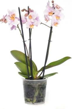Vlinderorchidee 3 Tak (Phalaenopsis) Roze D 12 H 55 Cm