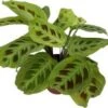 Tiengebodenplant (Maranta Leuconeura 'Fantasy') D 12 H 30 Cm 1 Tiengebodenplant (Maranta Leuconeura 'Fantasy') D 12 H 30 Cm -Groene Tuin Winkel 8720196650415