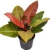Philodendron (Philodendron 'Prince Of Orange') D 24 H 70 Cm 1 Philodendron (Philodendron 'Prince Of Orange') D 24 H 70 Cm -Groene Tuin Winkel 8720196654987 1