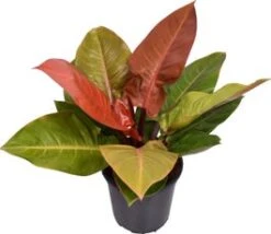 Philodendron (Philodendron 'Prince Of Orange') D 24 H 70 Cm