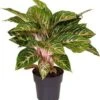 Aglaonema (Aglaonema 'Coco Melon') D 19 H 45 Cm