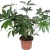 Philodendron (Philodendron 'Green Wonder') D 45 H 130 Cm