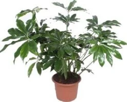 Philodendron (Philodendron 'Green Wonder') D 45 H 130 Cm