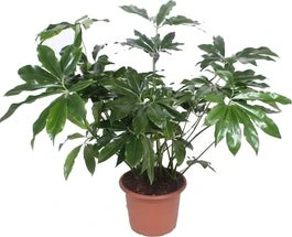 Philodendron (Philodendron 'Green Wonder') D 45 H 130 Cm 3 Philodendron (Philodendron 'Green Wonder') D 45 H 130 Cm