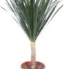 Drakenbloedboom (Dracaena Draco) D 27 H 110 Cm 2 Drakenbloedboom (Dracaena Draco) D 27 H 110 Cm -Groene Tuin Winkel 8720196658480 1