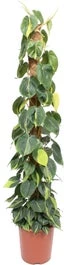 Philodendron Op Mosstok (Philodendron Scandens 'Brasil') D 27 H 150 Cm