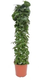 Suikerdruifje Op Zuil (Cissus Rotundifolia) D 24 H 120 Cm