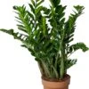 Zamioculcas (Zamioculcas Zamiifolia) D 30 H 110 Cm -Groene Tuin Winkel 8720196661268