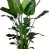 Paradijsvogelplant XXL (Strelitzia Nicolai) D 35 H 190 Cm