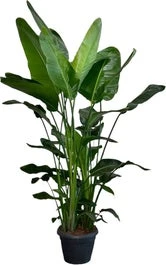 Paradijsvogelplant XXL (Strelitzia Nicolai) D 35 H 190 Cm