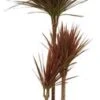 Drakenbloedboom (Dracaena Marginata 'Colorama') D 21 H 110 Cm 2 Drakenbloedboom (Dracaena Marginata 'Colorama') D 21 H 110 Cm -Groene Tuin Winkel 8720196661886 1