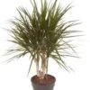 Drakenbloedboom (Dracaena Marginata) D 21 H 80 Cm -Groene Tuin Winkel 8720196662135